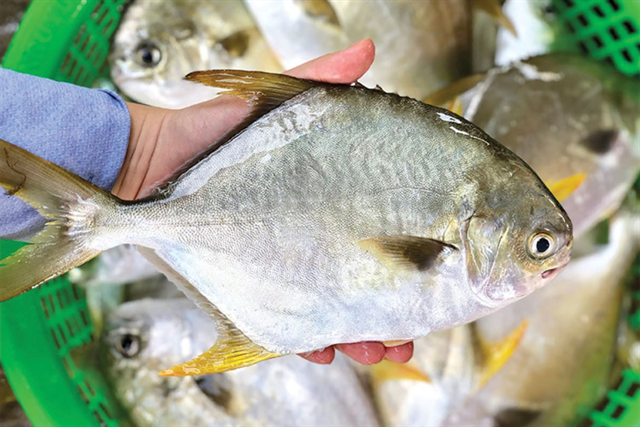 Ngành nuôi cá chim vây vàng tại Việt Nam
